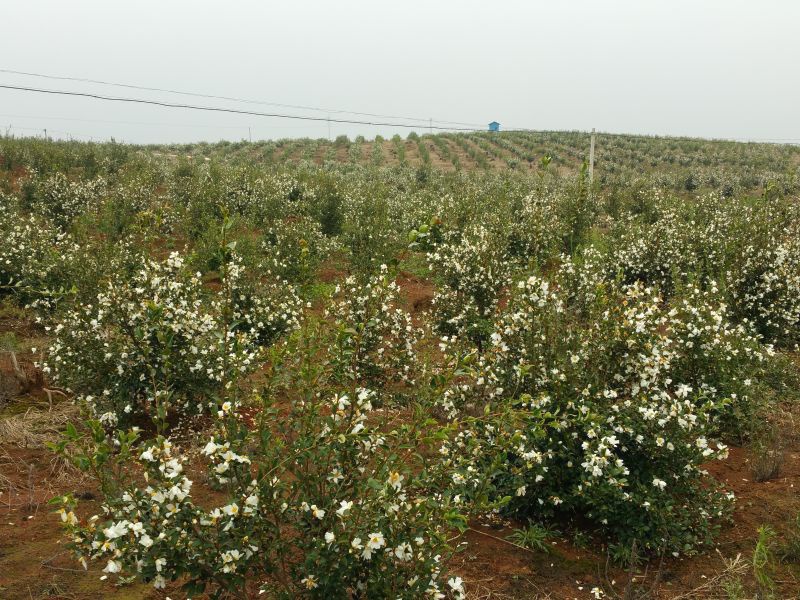 孟冬的油茶花，素裹群山嬌艷